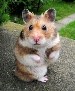 Andrey