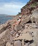 Eleonora